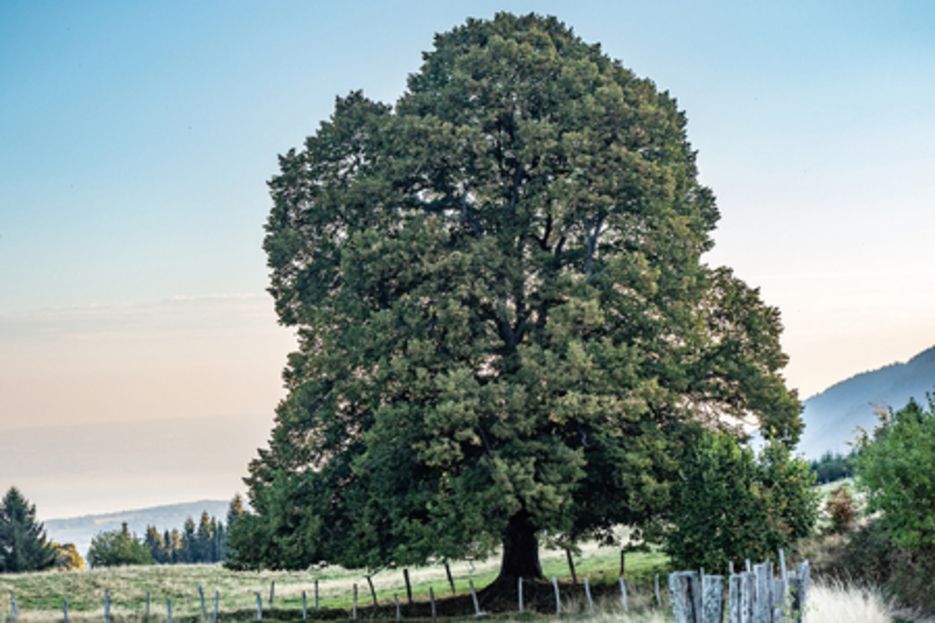 Les chalets de Trcout (facile)