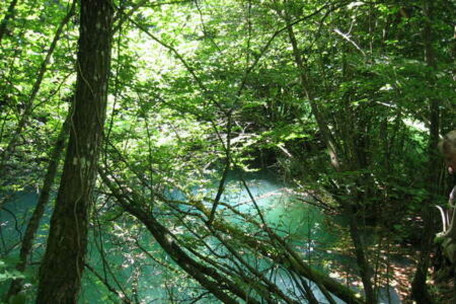 Le Lac vert  Orcier